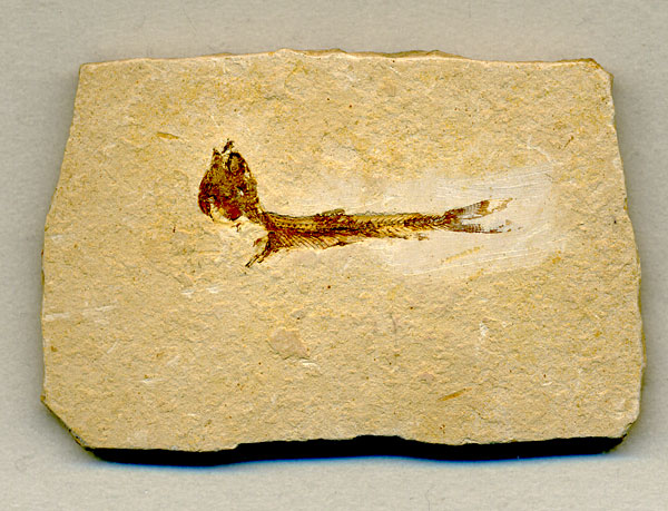 versteinerter Fisch, Dastilbe elongatus