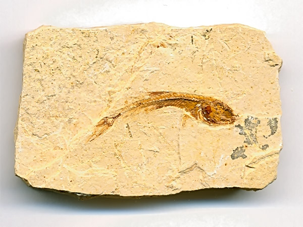 versteinerter Fisch, Dastilbe elongatus