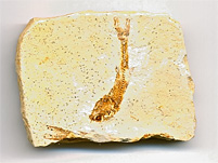 versteinerter Fisch aus Brasilien, Dastilbe elongatus