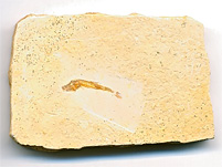 versteinerter Fisch aus Brasilien, Dastilbe elongatus