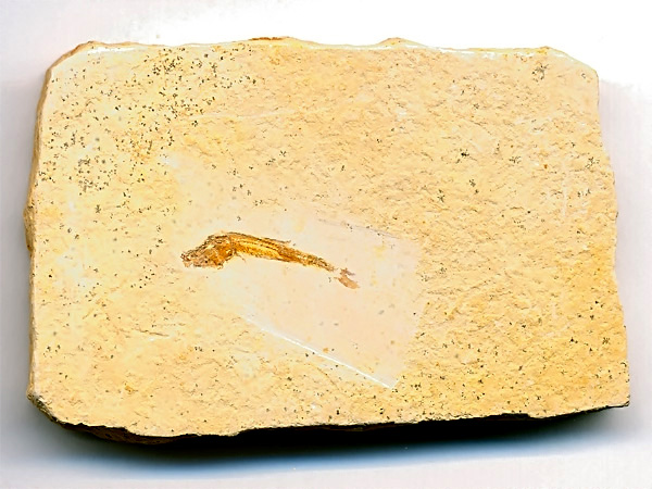 versteinerter Fisch, Dastilbe elongatus