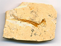 versteinerter Fisch aus Brasilien, Dastilbe elongatus