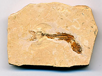 versteinerter Fisch aus Brasilien, Dastilbe elongatus