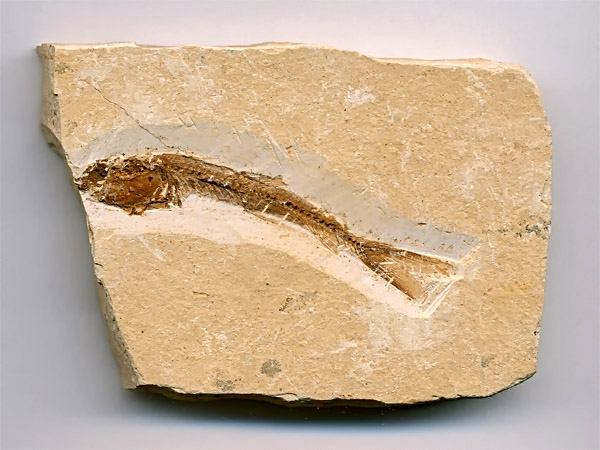versteinerter Fisch, Dastilbe elongatus