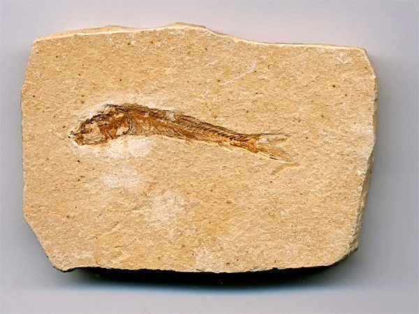 versteinerter Fisch, Dastilbe elongatus