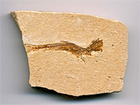 versteinerter Fisch aus Brasilien, Dastilbe elongatus
