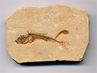 versteinerter Fisch aus Brasilien, Dastilbe elongatus