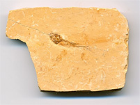 versteinerter Fisch aus Brasilien, Dastilbe elongatus