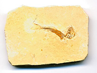versteinerter Fisch aus Brasilien, Dastilbe elongatus
