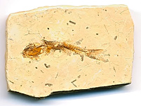 versteinerter Fisch aus Brasilien, Dastilbe elongatus