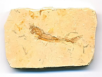 versteinerter Fisch aus Brasilien, Dastilbe elongatus