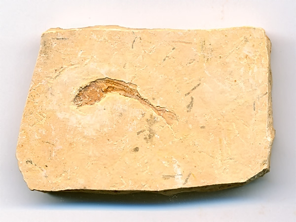 versteinerter Fisch, Dastilbe elongatus