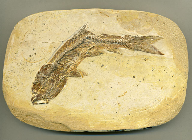 versteinerter Fisch, Dastilbe elongatus