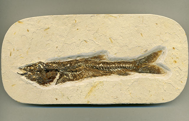 versteinerter Fisch, Dastilbe elongatus