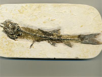 versteinerter Fisch aus Brasilien, Dastilbe elongatus