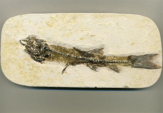 versteinerter Fisch, Dastilbe elongatus