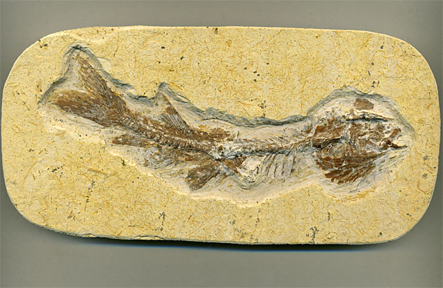 versteinerter Fisch, Dastilbe elongatus