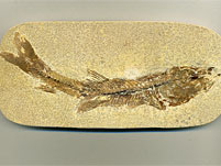 versteinerter Fisch aus Brasilien, Dastilbe elongatus
