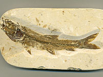 versteinerter Fisch aus Brasilien, Dastilbe elongatus