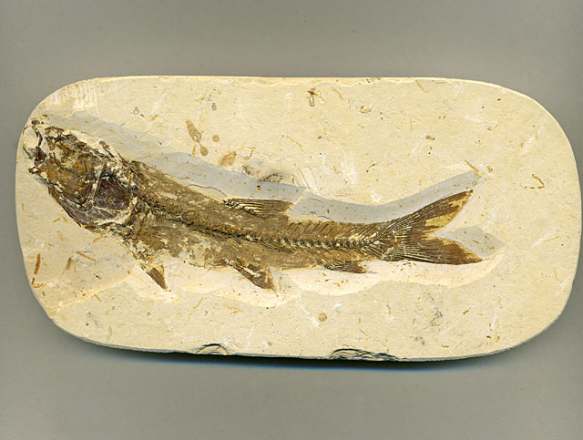 versteinerter Fisch, Dastilbe elongatus
