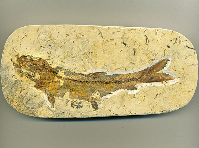 versteinerter Fisch, Dastilbe elongatus