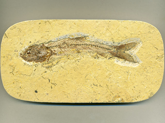 versteinerter Fisch, Dastilbe elongatus