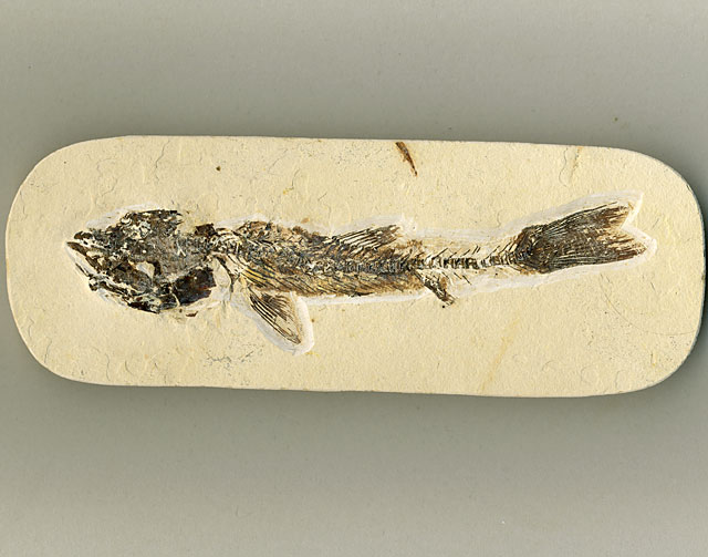 versteinerter Fisch, Dastilbe elongatus
