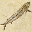 Raubfische und Knochenfische aus Brasilien