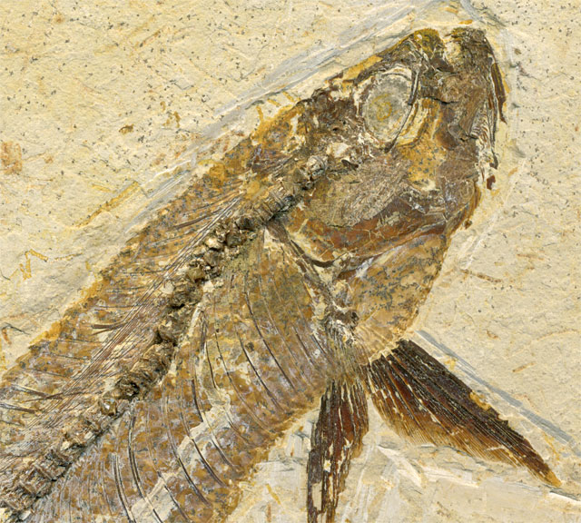 Raubfisch (Bei�fisch), Cladocyclus sp.