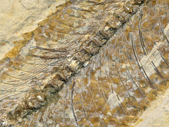 Raubfisch (Bei�fisch), Cladocyclus sp.