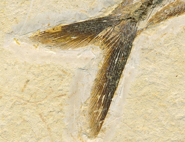 Raubfisch (Bei�fisch), Cladocyclus sp.