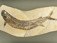 Raubfisch aus Brasilien: Cladocyclus sp.