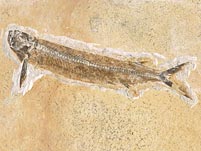 Raubfisch aus Brasilien: Cladocyclus sp.