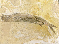 Raubfisch aus Brasilien: Cladocyclus sp.
