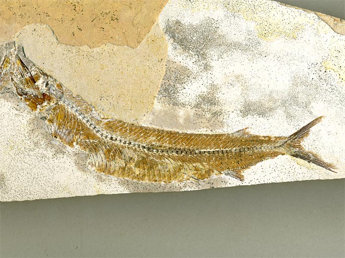 Raubfisch (Beifisch), Cladocyclus sp.