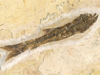 versteinerter Fisch aus Brasilien, Dastilbe elongatus