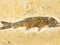 versteinerter Fisch aus Brasilien, Dastilbe elongatus