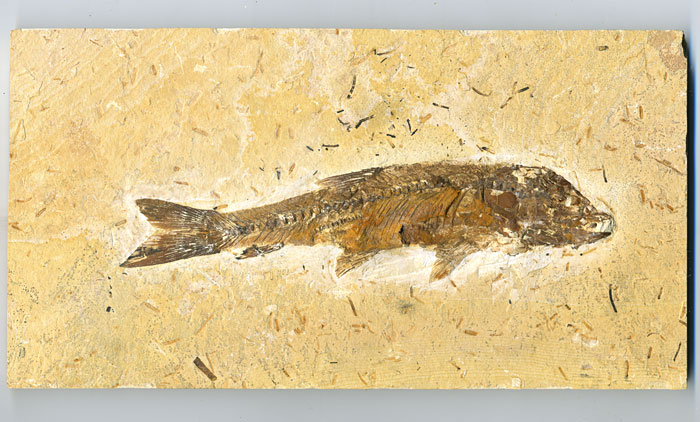 versteinerter Fisch, Dastilbe elongatus