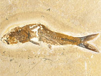 versteinerter Fisch aus Brasilien, Dastilbe elongatus