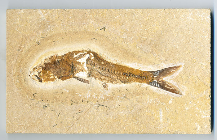 versteinerter Fisch, Dastilbe elongatus