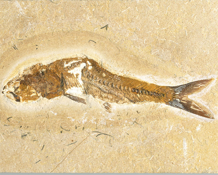 versteinerter Fisch, Dastilbe elongatus