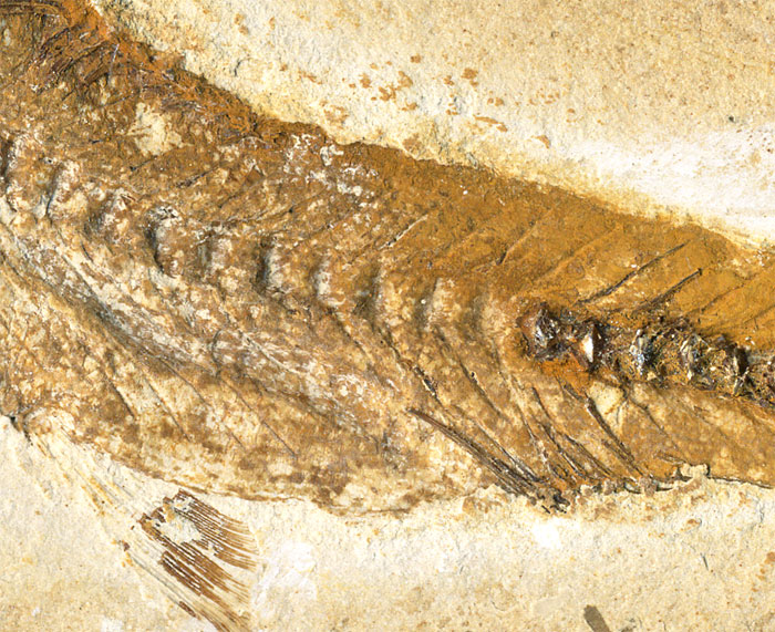 versteinerter Fisch, Dastilbe elongatus
