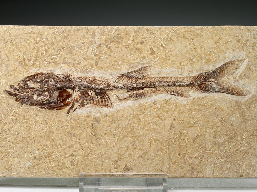 Knochenfisch: Dastilbe elongatus