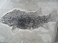 versteinerter Fisch aus Brasilien