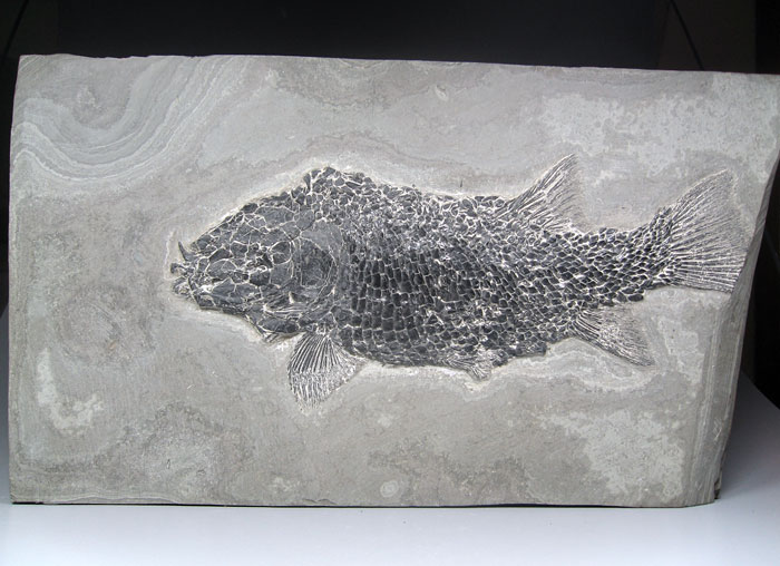 Schmelzschuppenfisch aus Brasilien