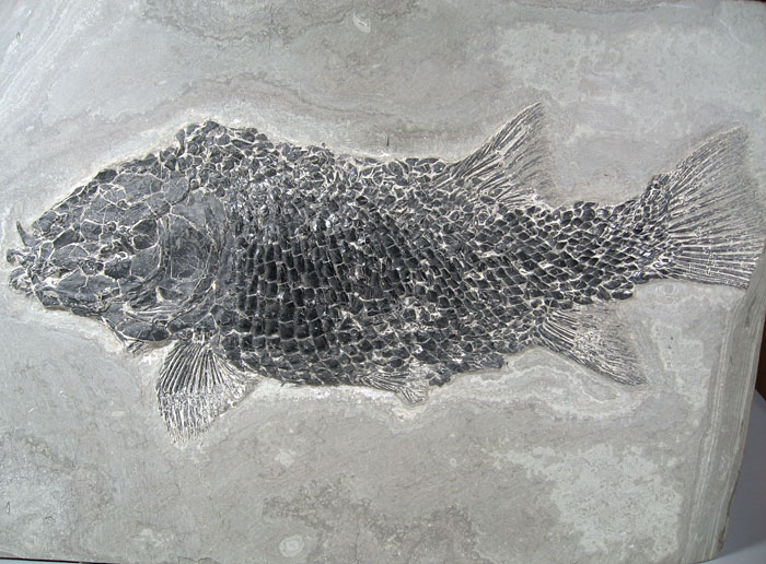 Schmelzschuppenfisch aus Brasilien