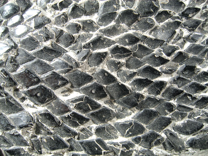 Schmelzschuppenfisch aus Brasilien
