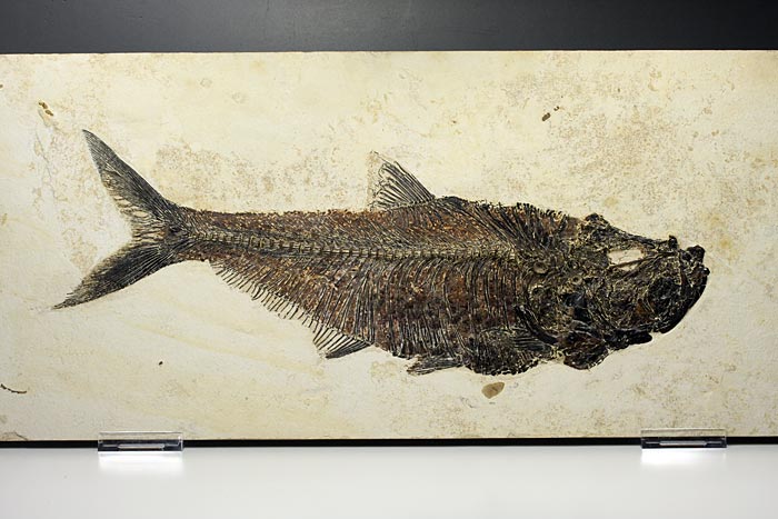 sehr gro�er versteinerter Fisch, Diplomystus dendatus