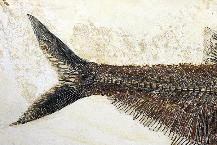 sehr gro�er versteinerter Fisch, Diplomystus dendatus