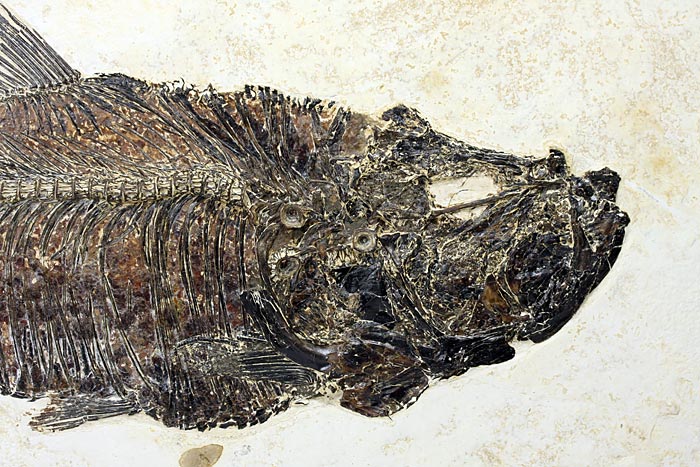 sehr gro�er versteinerter Fisch, Diplomystus dendatus